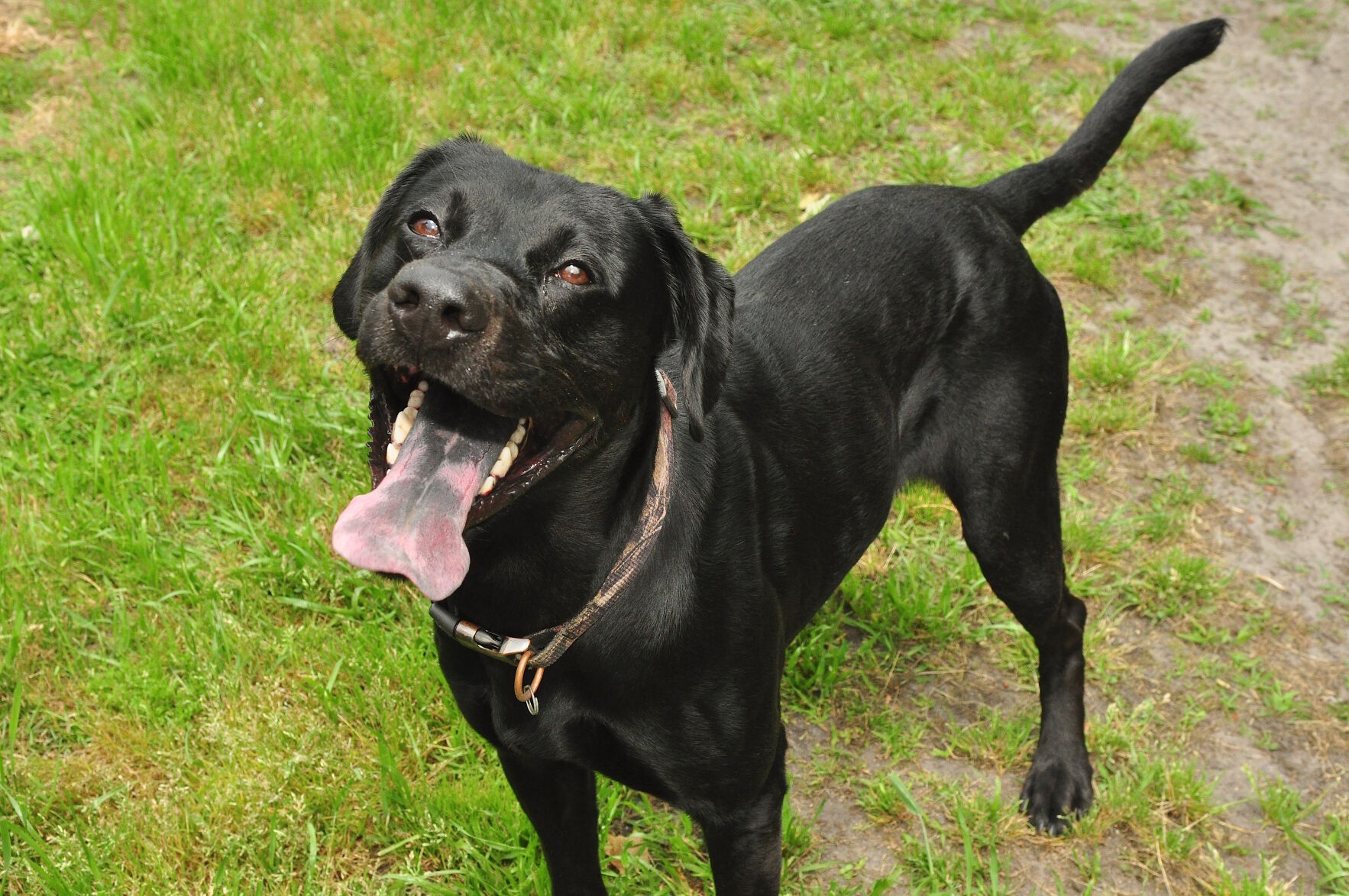 Adopt-a-pet: May 9